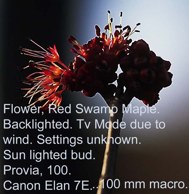 200502canon_Swamp_Maple_flower_text_0066.jpg