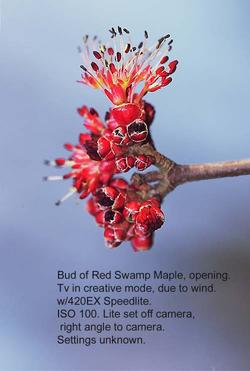200502canon_Flowering_Swamp_Maple_Tv_due_to_wind_65.jpg